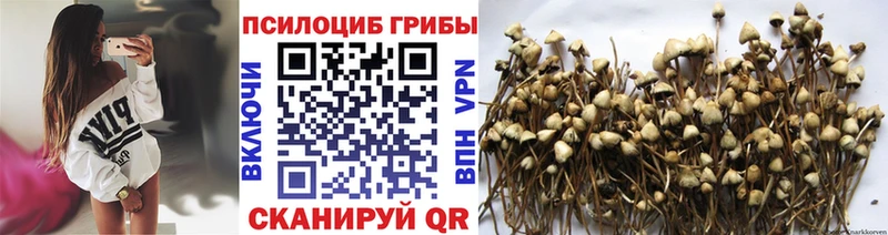 Купить где  Ярцево  Галлюциногенные грибы Psilocybine cubensis 